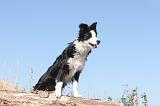 BORDER COLLIE 175